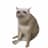 CASHCAT